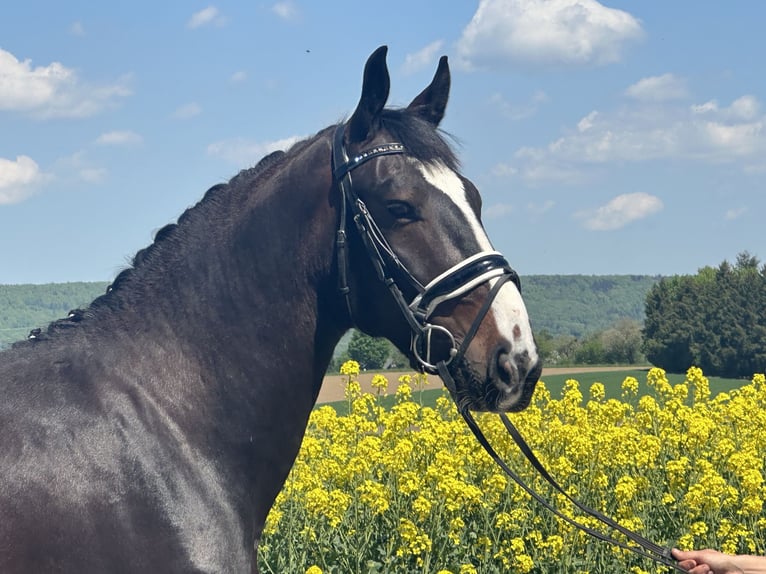 Warmblood pesado Caballo castrado 3 años 160 cm Castaño oscuro in Riedlingen