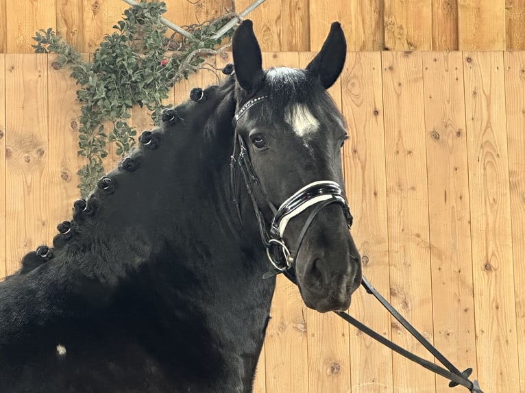 Warmblood pesado Mestizo Caballo castrado 3 años 160 cm Negro in Riedlingen