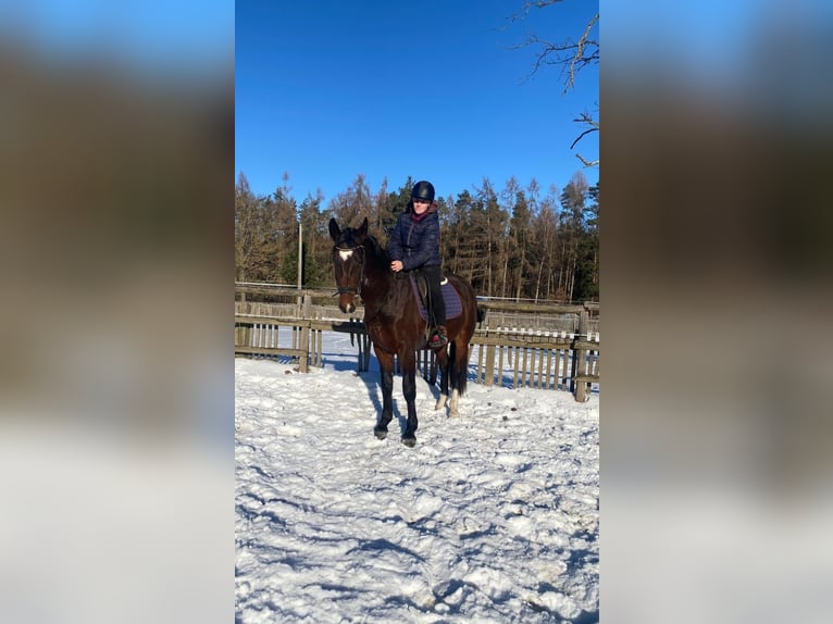 Warmblood pesado Caballo castrado 3 años 162 cm Castaño in Hermsdorf