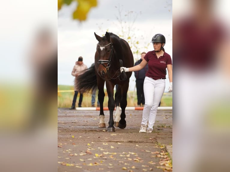 Warmblood pesado Caballo castrado 3 años 162 cm Castaño in Hermsdorf