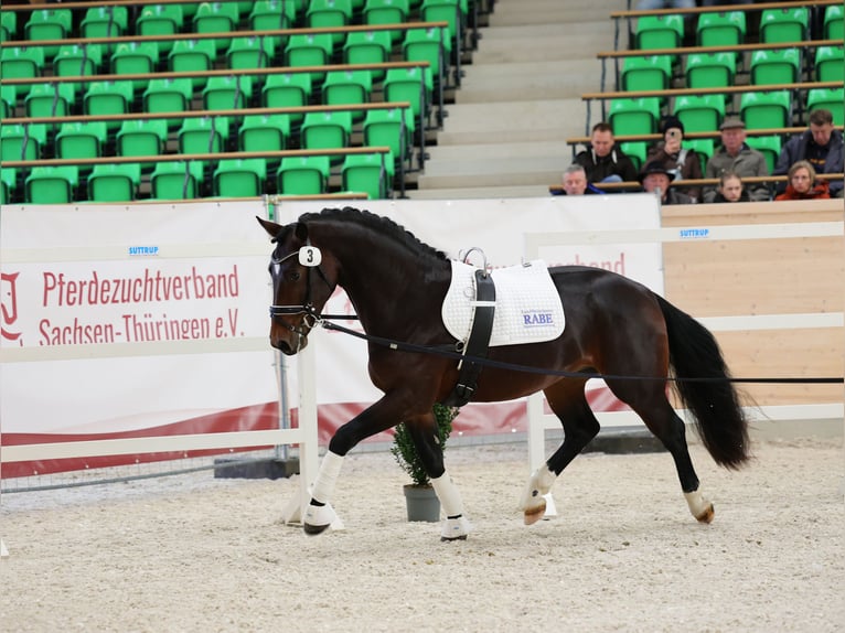 Warmblood pesado Caballo castrado 3 años 162 cm Castaño oscuro in Moritzburg