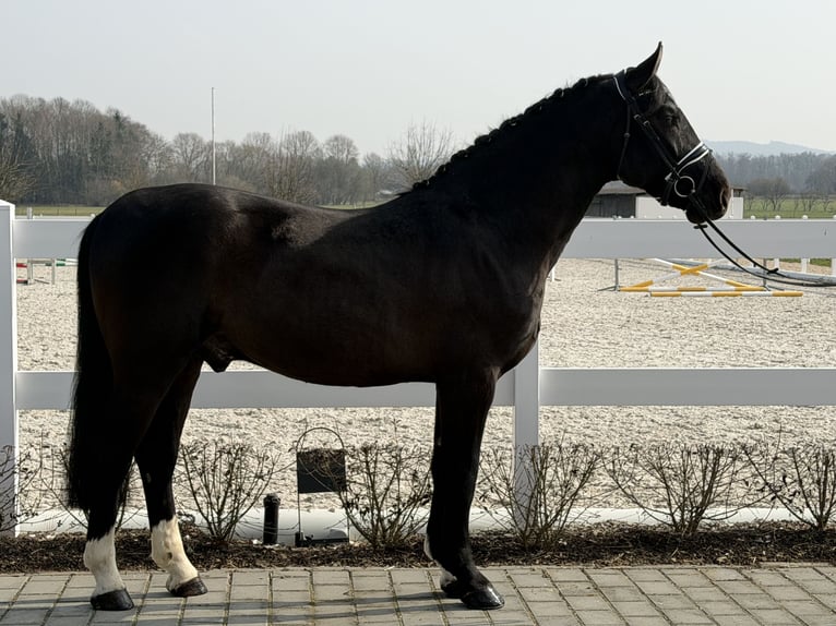 Warmblood pesado Caballo castrado 3 años 162 cm Negro in Riedlingen