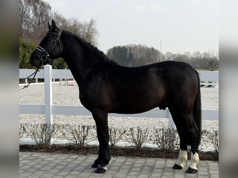 Warmblood pesado Caballo castrado 3 años 162 cm Negro in Riedlingen