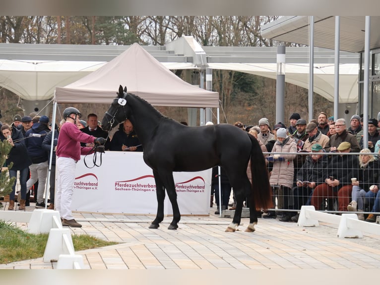 Warmblood pesado Caballo castrado 3 años 163 cm Negro in Panschwitz-Kuckau