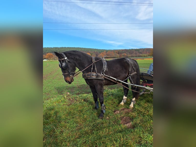 Warmblood pesado Caballo castrado 3 años 163 cm Negro in Kleinwallstadt