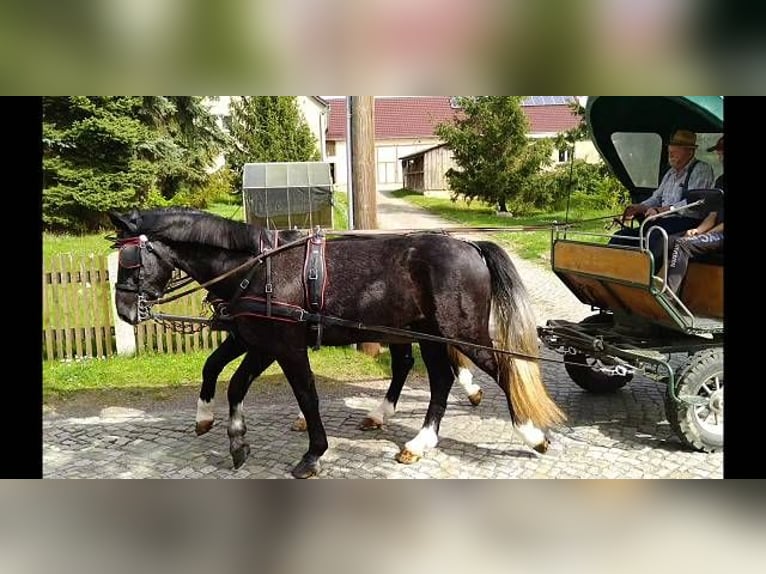 Warmblood pesado Caballo castrado 3 años 163 cm Tordo in Kamenz