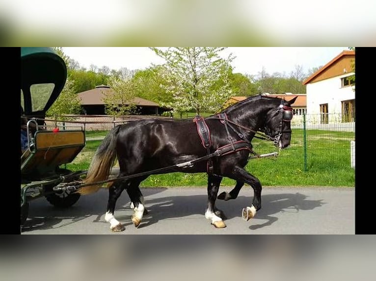 Warmblood pesado Caballo castrado 3 años 163 cm Tordo in Kamenz