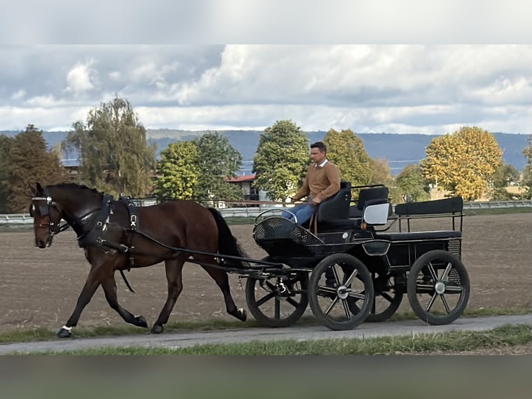 Warmblood pesado Caballo castrado 3 años 164 cm Castaño in Riedlingen