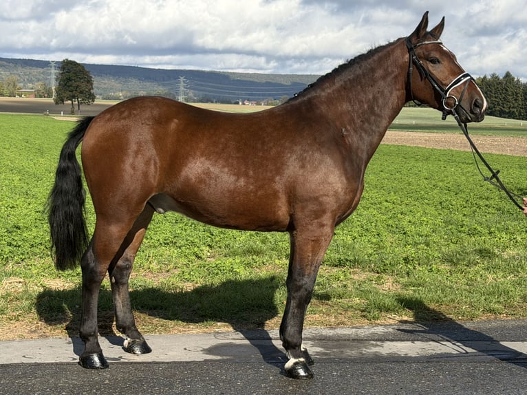 Warmblood pesado Caballo castrado 3 años 164 cm Castaño in Riedlingen