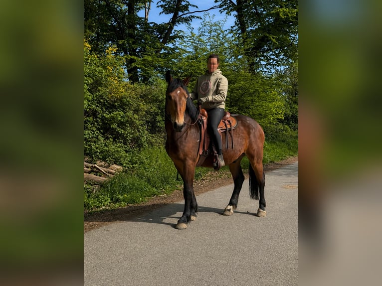 Warmblood pesado Caballo castrado 3 años 164 cm Castaño in Linkenbach