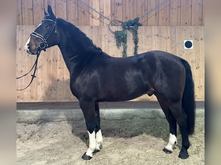 Warmblood pesado Caballo castrado 3 años 164 cm Castaño oscuro in Riedlingen
