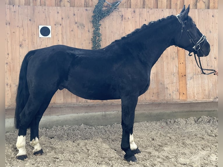 Warmblood pesado Caballo castrado 3 años 164 cm Negro in Riedlingen