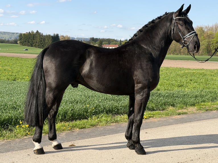 Warmblood pesado Caballo castrado 3 años 164 cm Negro in Riedlingen