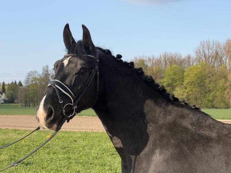 Warmblood pesado Caballo castrado 3 años 164 cm Negro in Riedlingen