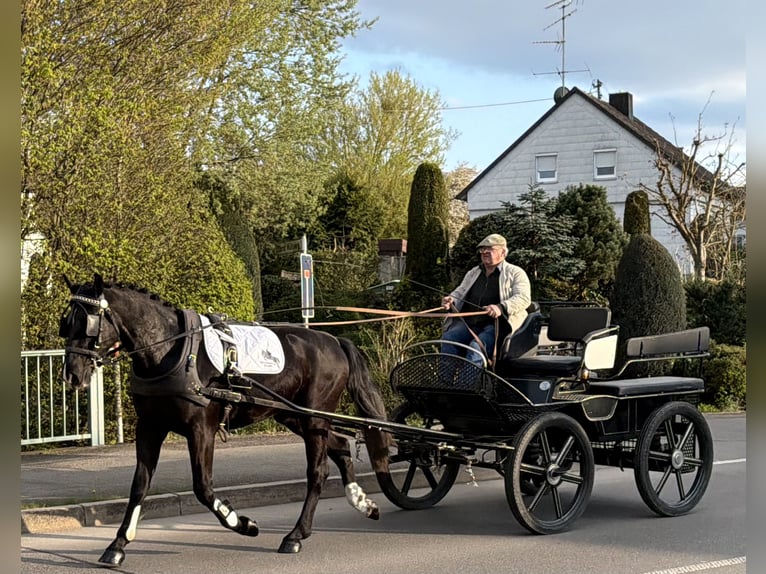 Warmblood pesado Caballo castrado 3 años 164 cm Negro in Riedlingen