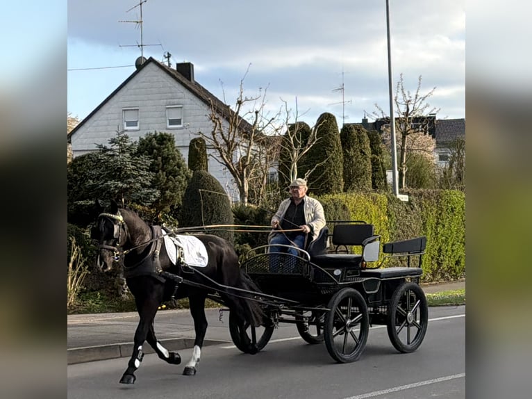 Warmblood pesado Caballo castrado 3 años 164 cm Negro in Riedlingen
