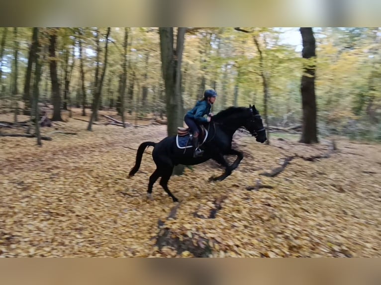 Warmblood pesado Caballo castrado 3 años 164 cm Negro in Braunschweig