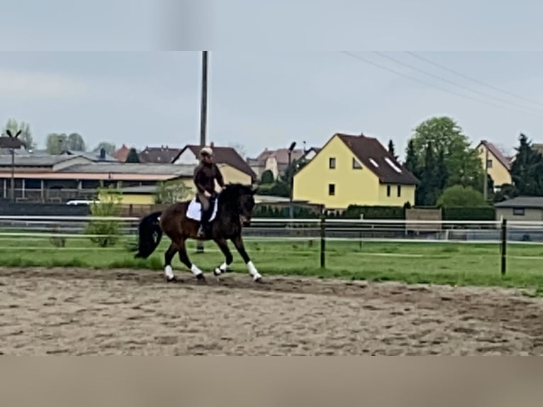 Warmblood pesado Caballo castrado 3 años 165 cm Castaño in Doberlug-Kirchhain