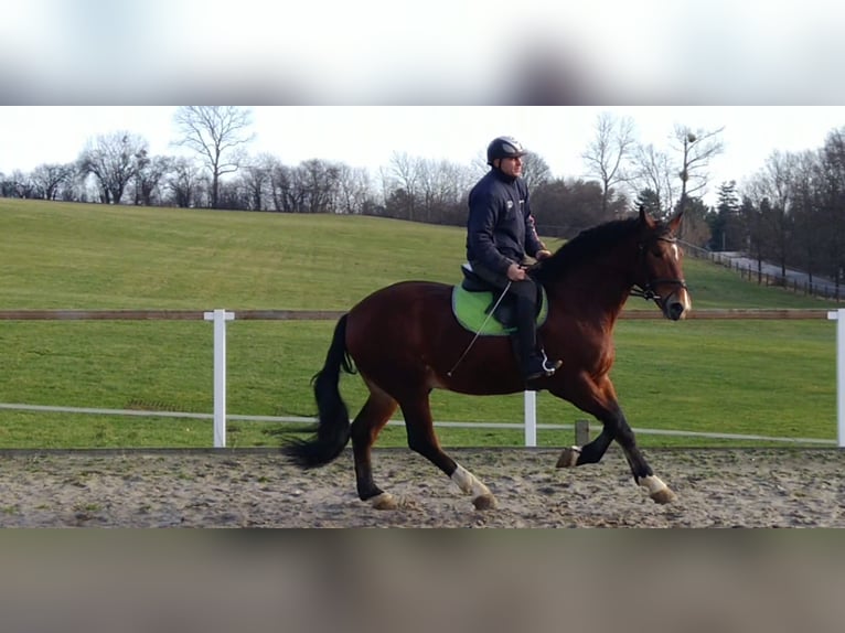 Warmblood pesado Mestizo Caballo castrado 3 años 165 cm Castaño in Kamenz