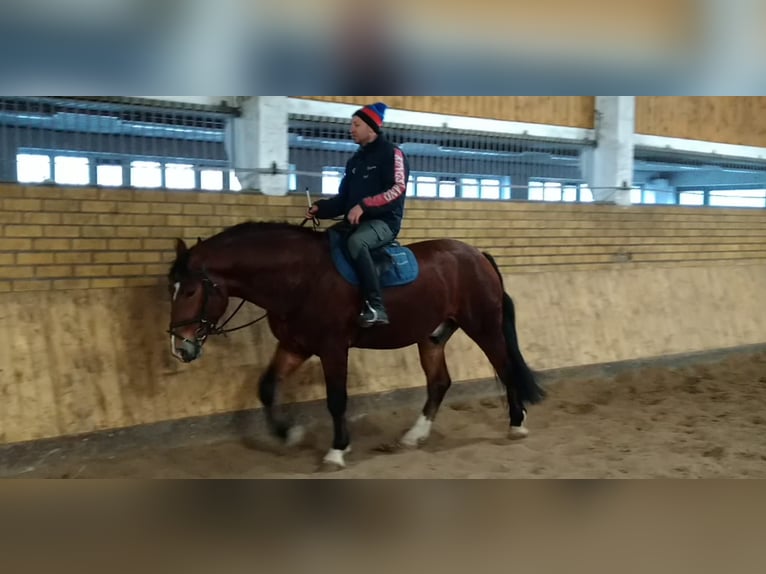 Warmblood pesado Mestizo Caballo castrado 3 años 165 cm Castaño in Kamenz