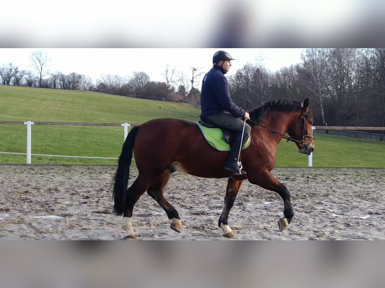 Warmblood pesado Mestizo Caballo castrado 3 años 165 cm Castaño in Kamenz