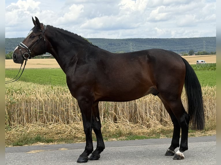 Warmblood pesado Caballo castrado 3 años 165 cm Castaño oscuro in Riedlingen