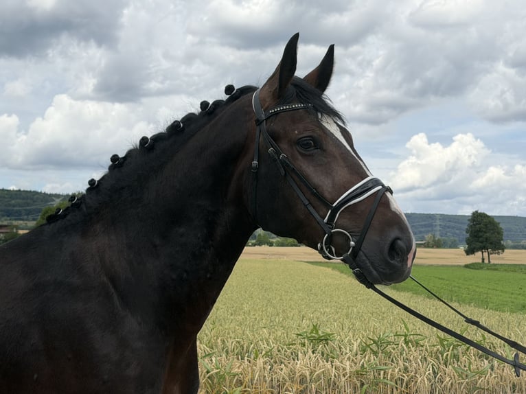 Warmblood pesado Caballo castrado 3 años 165 cm Castaño oscuro in Riedlingen