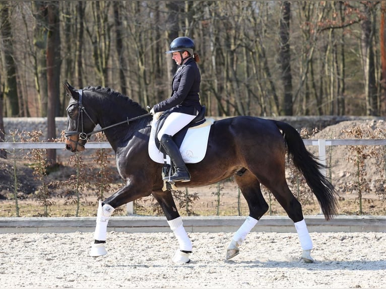 Warmblood pesado Caballo castrado 3 años 165 cm Morcillo in Moritzburg