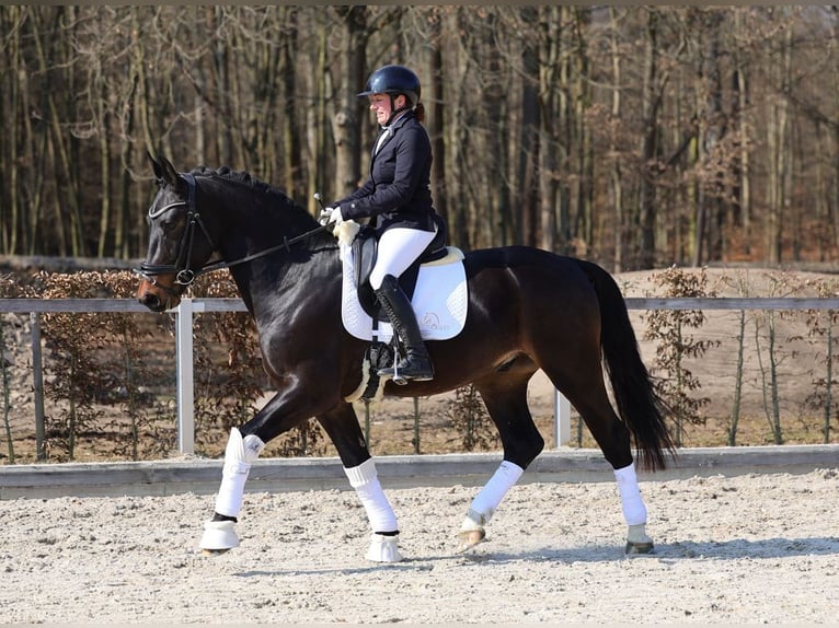 Warmblood pesado Caballo castrado 3 años 165 cm Morcillo in Moritzburg