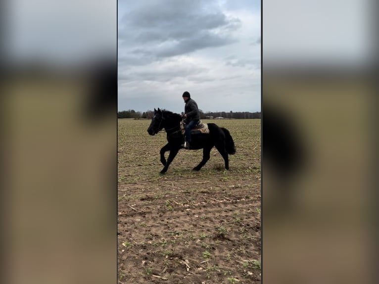 Warmblood pesado Caballo castrado 3 años 165 cm Negro in Fincken