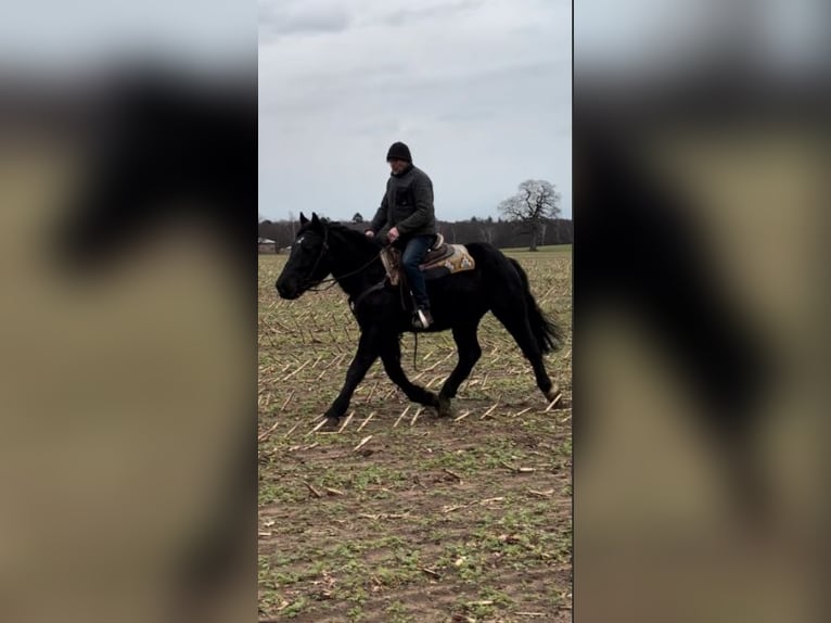 Warmblood pesado Caballo castrado 3 años 165 cm Negro in Fincken