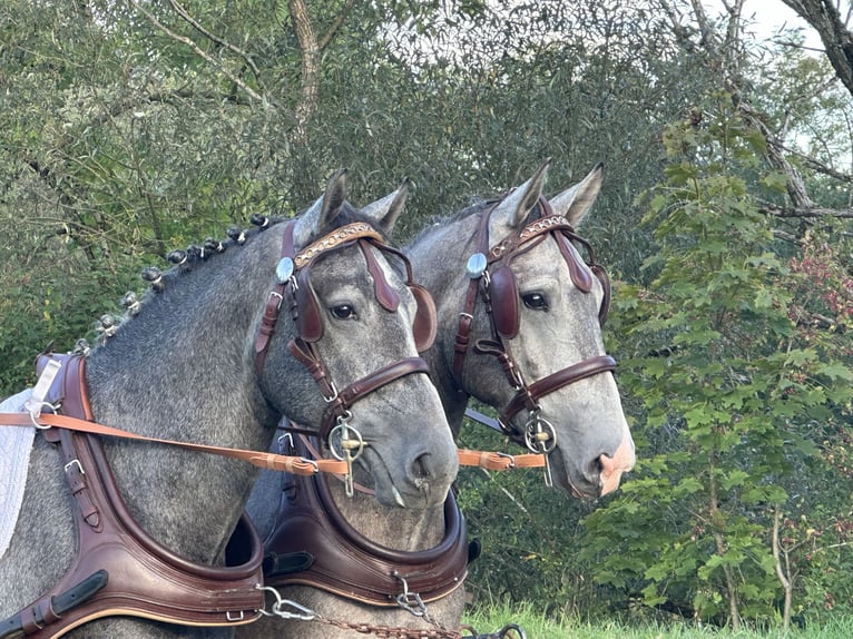 Warmblood pesado Caballo castrado 3 años 165 cm Tordo in Riedlingen