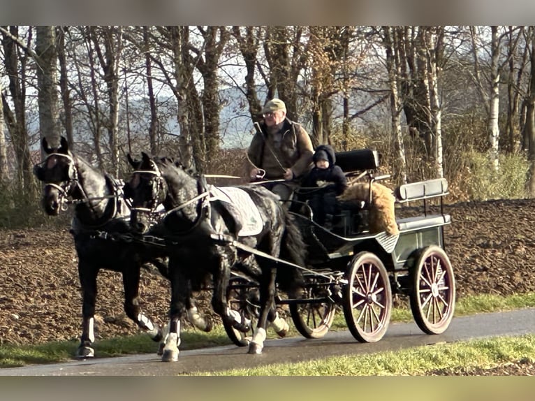 Warmblood pesado Caballo castrado 3 años 166 cm Negro in Riedlingen