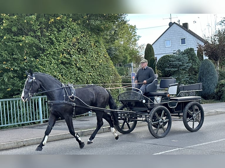 Warmblood pesado Caballo castrado 3 años 166 cm Negro in Riedlingen