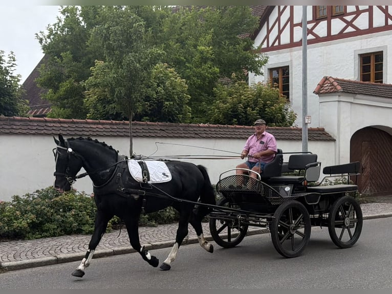 Warmblood pesado Caballo castrado 3 años 166 cm Negro in Riedlingen