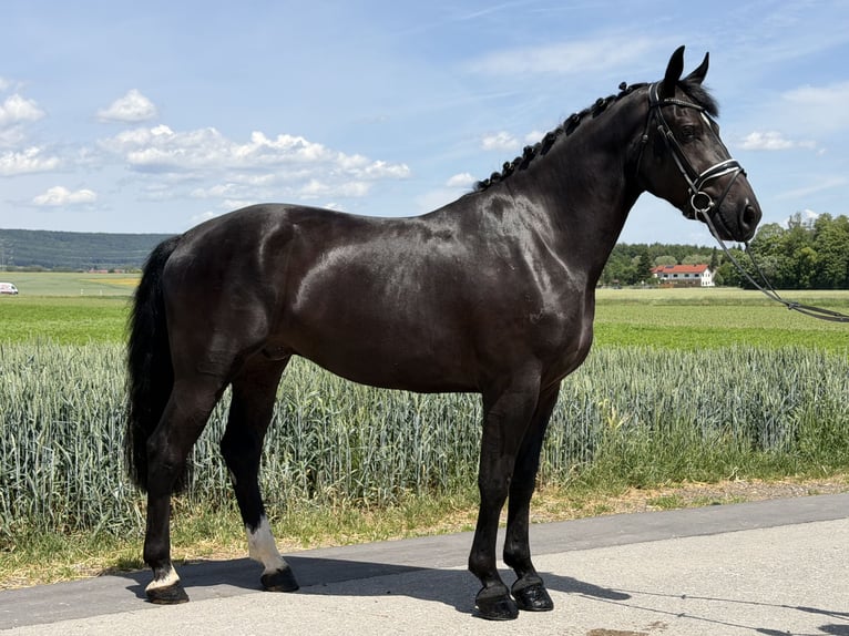 Warmblood pesado Caballo castrado 3 años 166 cm Negro in Riedlingen