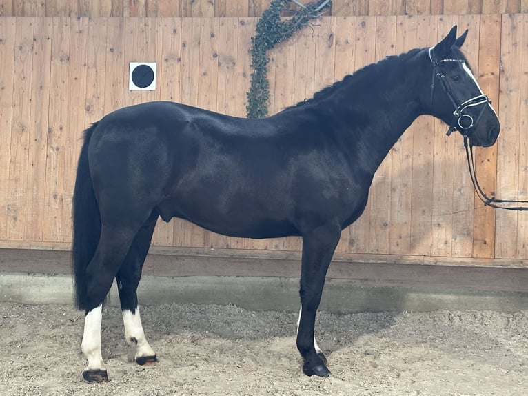 Warmblood pesado Caballo castrado 3 años 166 cm Negro in Riedlingen