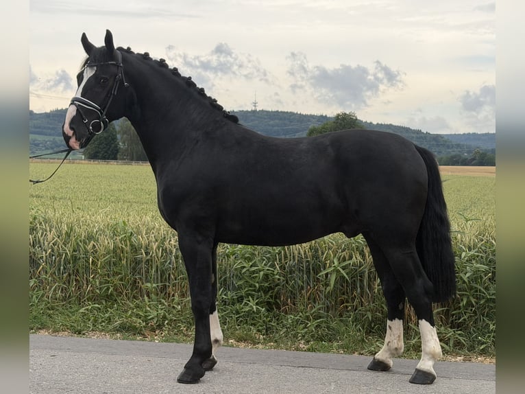 Warmblood pesado Caballo castrado 3 años 166 cm Negro in Riedlingen