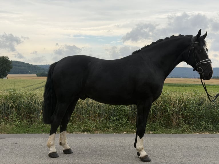 Warmblood pesado Caballo castrado 3 años 166 cm Negro in Riedlingen