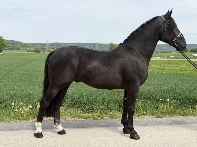 Warmblood pesado Caballo castrado 3 años 166 cm Negro in Riedlingen