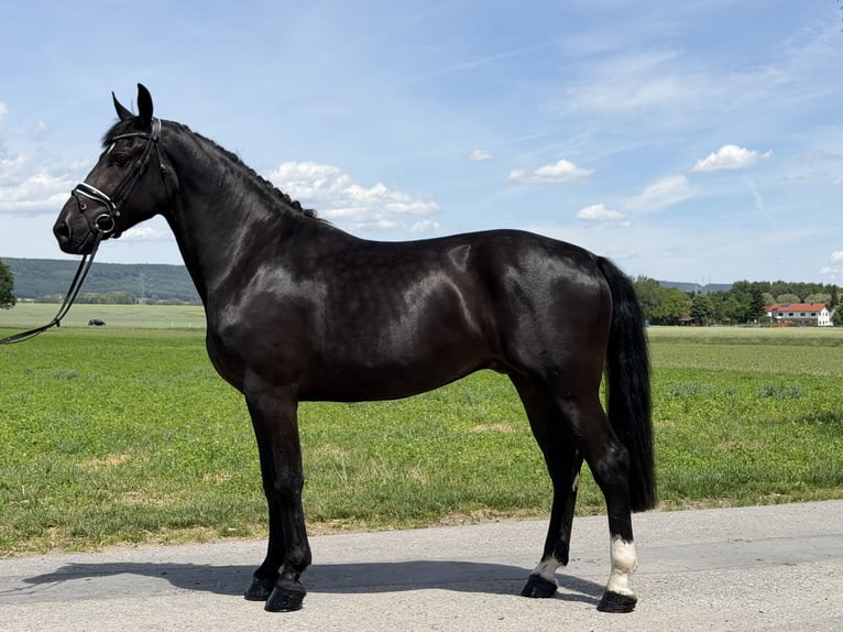 Warmblood pesado Caballo castrado 3 años 166 cm Negro in Riedlingen