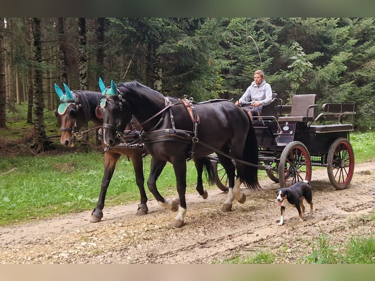 Warmblood pesado Caballo castrado 3 años 167 cm Negro in Dischingen-Hofen