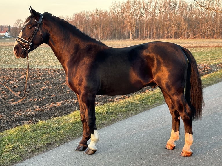 Warmblood pesado Caballo castrado 3 años 167 cm Negro in Riedlingen