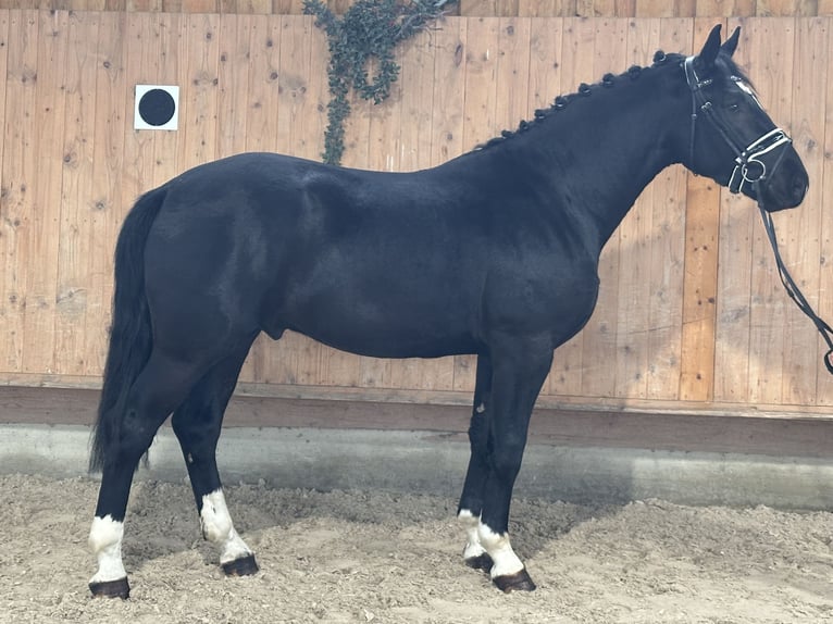 Warmblood pesado Caballo castrado 3 años 167 cm Negro in Riedlingen