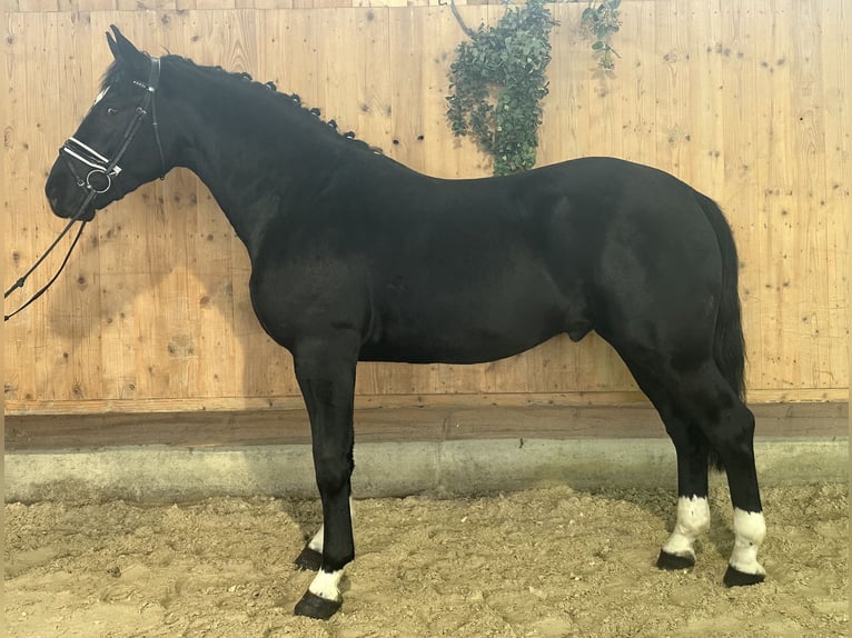 Warmblood pesado Caballo castrado 3 años 167 cm Negro in Riedlingen