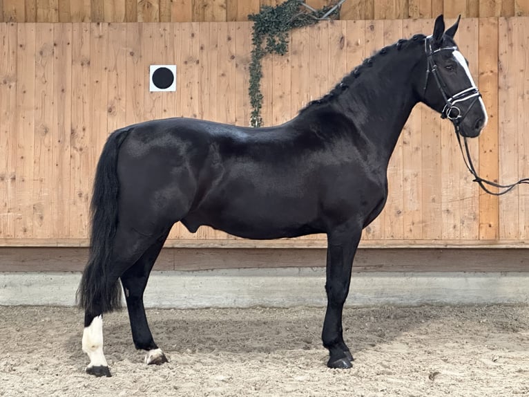 Warmblood pesado Caballo castrado 3 años 167 cm Negro in Riedlingen