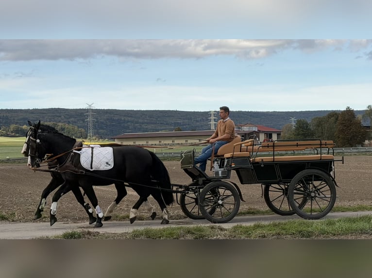 Warmblood pesado Caballo castrado 3 años 167 cm Negro in Riedlingen