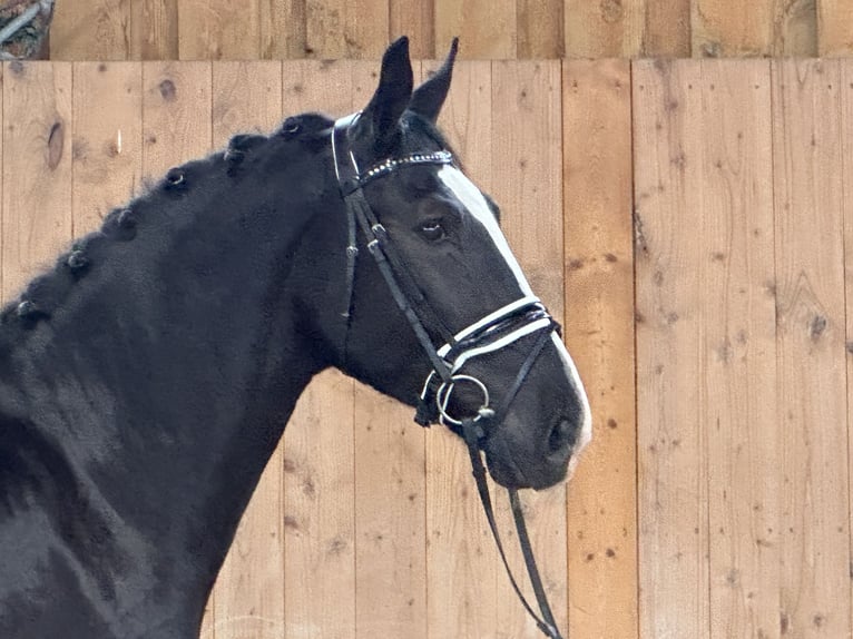 Warmblood pesado Caballo castrado 3 años 167 cm Negro in Riedlingen