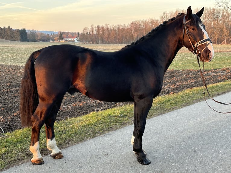 Warmblood pesado Caballo castrado 3 años 167 cm Negro in Riedlingen