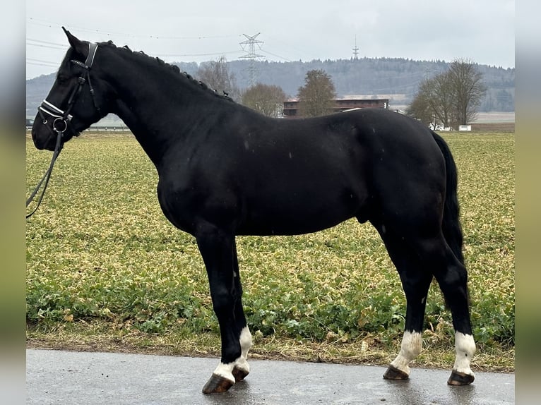 Warmblood pesado Caballo castrado 3 años 167 cm Negro in Riedlingen